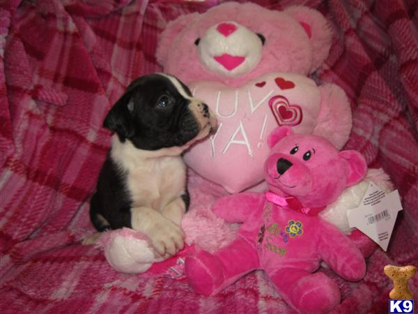 Boxer Puppies